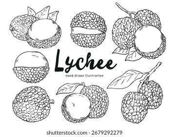 Set of hand drawn lychee outline drawing illustration