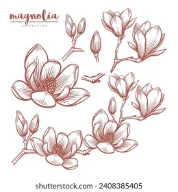 Set of hand drawn magnolia flower illustration. Floral line art vector collection