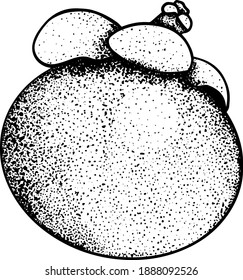 Set of hand drawn mangosteen tropical fruit. Fresh organic food. Vector illustration with sketch.