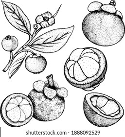 Set of hand drawn mangosteen tropical fruit. Fresh organic food. Vector illustration with sketch.