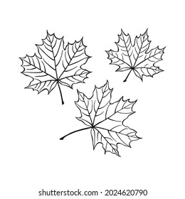 Set of hand drawn maple leaf outline. Maple leaf in line art style isolated on white background.