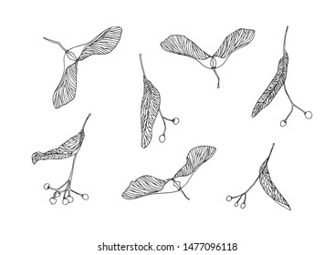 Set of hand drawn maple and linden tree seeds outline. Plant painting by ink pen. Sketch botanical vector illustration black isolated on white background.