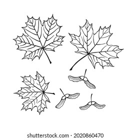 Set of hand drawn maple and seeds outline. Line art style isolated on white background.