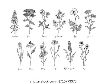 Set of hand drawn meadow flowers with names isolated on white. Vector illustration in sketch style