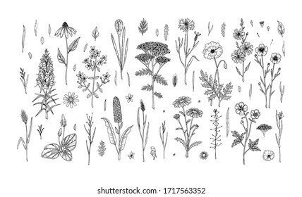 1,216,436 Wildflower Images, Stock Photos & Vectors | Shutterstock