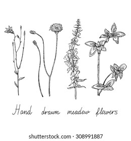 Set of hand drawn meadow flowers. Vector illustration. 