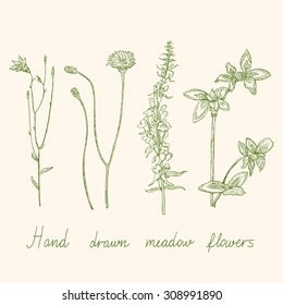 Set of hand drawn meadow flowers. Vector illustration. 