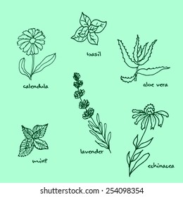 Set of hand drawn medical plants