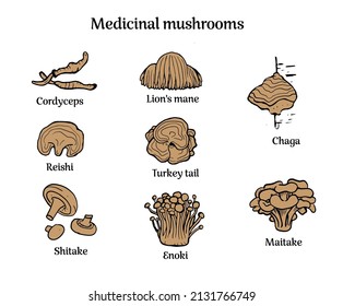 Set hand drawn medicinal mushrooms and names  Chaga  reishi  shitaki 
cordyceps  turkey tail   lions mane mushroom illustration  