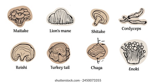 Set of hand drawn medicinal mushrooms with names on white background. Chaga, reishi, shitaki, cordyceps, turkey tail and lions mane mushroom illustration.