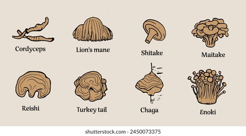 Set of hand drawn medicinal mushrooms with names on white background. Chaga, reishi, shitaki, cordyceps, turkey tail and lions mane mushroom illustration.