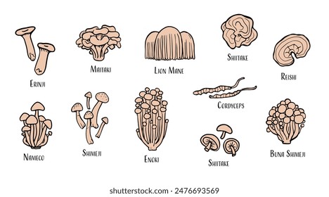 Set of hand drawn medicinal mushrooms with names on white background. Shimeji, erinji, shitaki, cordyceps, turkey tail and lions mane mushroom illustration.