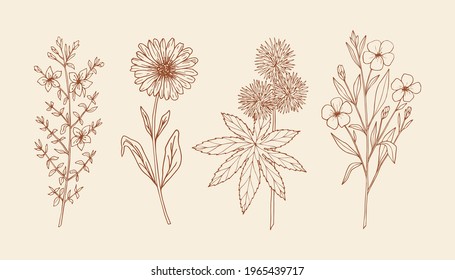 Set of hand drawn medicinal plants. Collection of st johns wort, calendula, castor, flax