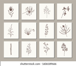 Set of hand drawn medicinal wild and field plants, vector. For cosmetic, pharmacy, medical packaging and brochures. Vintage flowers. Black and beige illustration in the style of prints. Elegant