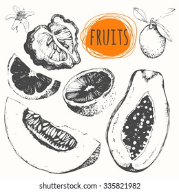 Set of hand drawn melon, papaya, bergamot, kumquat, orange. Fresh organic food. Vector illustration with sketch fruits. Black and white.