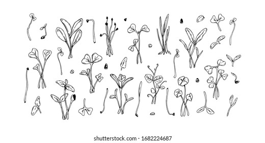 Set of hand drawn micro greens including sunflower, radish, beet, barley, cilantro, spinach, onion, peas, arugula, mustard, broccoli, basil. Vector illustration in sketch style 