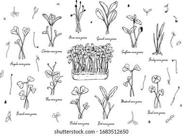 Handgezeichnete Mikrogrün, einschließlich Sonnenblumen, Roten, Rüben, Gerste, Cilantro, Spinat, Zwiebeln, Erbsen, Arugula, Senf, Broccoli, Basilikum. Vektorillustration im Skizzenstil