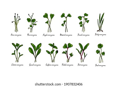 Set of hand drawn micro greens including sunflower, radish, beet, barley, cilantro, spinach, onion, peas, arugula, mustard, basil. Vector illustration in colored sketch style isolated on white backgro