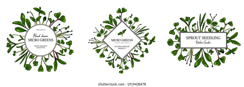 Set of hand drawn micro greens botany frames. Healthy vegetarian and vegan food design for company logo, print, packages. Vector illustration