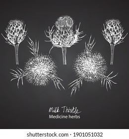 Handgezeichnet von Milk Thistle, Leben und Blumen in weißer Farbe einzeln auf Chalkboard-Hintergrund. Retro Vintage Grafikdesign. Botanische Zeichnung, Gravierungsstil. Vektorgrafik.