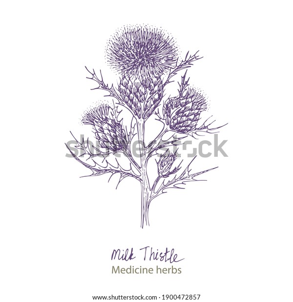 Set hand drawn of Milk Thistle, lives and
flowers in black color isolated on white background. Retro vintage
graphic design. Botanical sketch drawing, engraving style. Vector
illustration.
