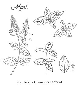 Set of hand drawn mint branch, leaves and flower isolated on white. Hand drawn spicy herbs. Doodle cooking ingredient for design. Vector illustration.