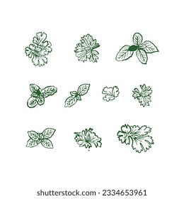 Set of hand drawn mint and oregano leaves. Vector illustration