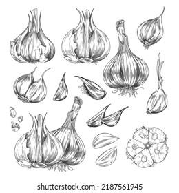 Set of hand drawn monochrome different garlics sketch style, vector illustration isolated on white background. Garlic cloves and slices, whole and cut product