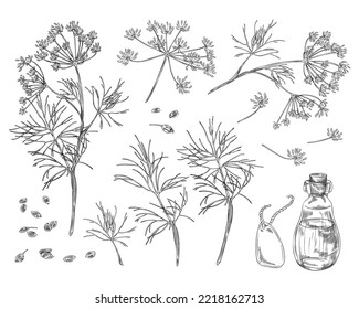 Set of hand drawn monochrome dill plants and seeds sketch style, vector illustration isolated on white background. Detailed glass bottle with dill essential oil, aromatic natural organic herbs