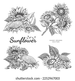 Set of hand drawn monochrome sunflowers sketch style, vector illustration isolated on white background. Black outline design elements collection, natural plant, culinary ingredient