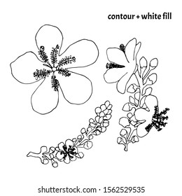 Set of hand drawn mullein (Verbascum thapsus) flowers in doodle style. Isolated floral cartoon vector illustration with black contour and white fill