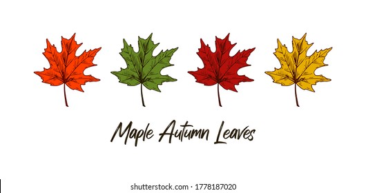 Set of hand drawn multicolored autumn maple leaves isolated on white background. Vector illustration. Realistic colored sketch