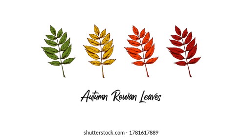 Set of hand drawn multicolored autumn rowan leaves isolated on white background. Vector illustration. Realistic colored sketch