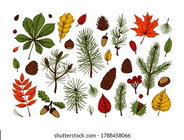 Conjunto de elementos de diseño de bosques multicolores dibujados a mano, incluyendo arce, castaño, hojas de roble, ramas de árboles de Navidad, conos de pino, bellota sobre fondo blanco. Clíparte de otoño. Ilustración vectorial. 