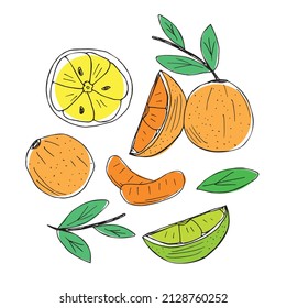 set of hand drawn multicolored fruit elements of orange or mandarin, lime or lemon in the style of doodles arranged in a circle for conceptual design. vector illustration isolated on white background