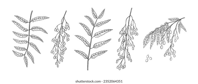 Set of hand drawn neem plant branches