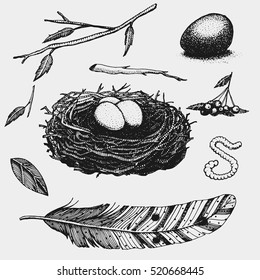 set of hand drawn nest. leaves. berry. egg and food for birds, house for birds