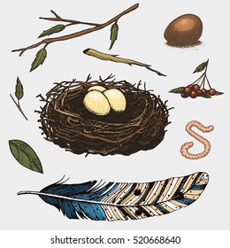 set of hand drawn nest. leaves. berry. egg and food for birds, house for birds