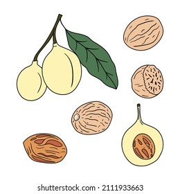 Set of hand drawn nutmegs