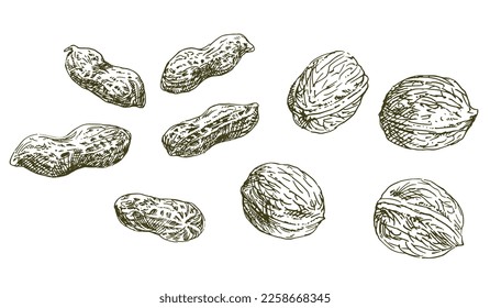 Set of hand drawn nuts.