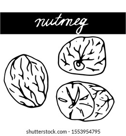 Set of hand drawn nuts. Black outline nutmeg isolated white background. Collection