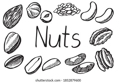 Set of hand drawn nuts. Illustration in sketch style. Vector illustration isolated on white background.