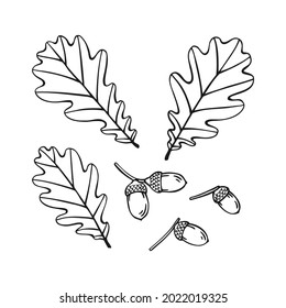 Set of hand drawn oak leaf  and acorn outline. Line art style isolated on white background.