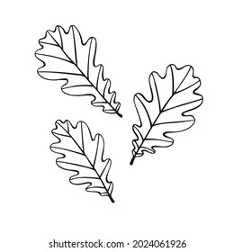 Set of hand drawn oak leaf outline. Oak leaf in line art style isolated on white background.