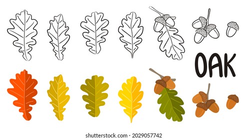 Set of hand drawn oak leaves and acorns. Color and outline isolated pictures. A branch with acorns and autumn foliage. Vector illustration for seasonal decoration or coloring