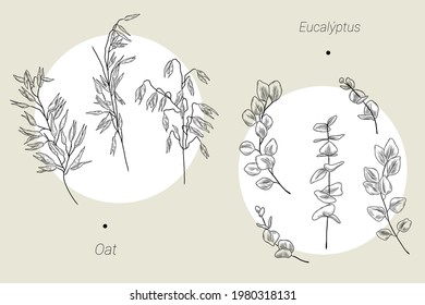 Set of hand drawn oat and eucalyptus illustrations