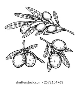 Set of Hand Drawn Olive Branch, Olive Branch Line Art Engraving Style Vector Illustration Collection