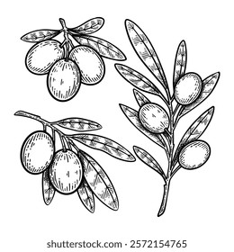 Set of Hand Drawn Olive Branch, Olive Branch Line Art Engraving Style Vector Illustration Collection