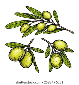 Set of Hand Drawn Olive Branch, Vintage Engraving Style Vector Illustration Collection