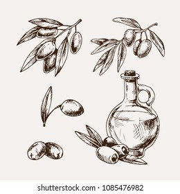 set of hand drawn olive branches. sketched style vector illustration with olives